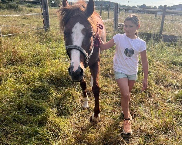dressage horse Delight FB (German Riding Pony, 2019, from Dark Dornik)