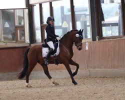 dressage horse Neues Glück (German Riding Pony, 2019, from Fs Numero Uno)