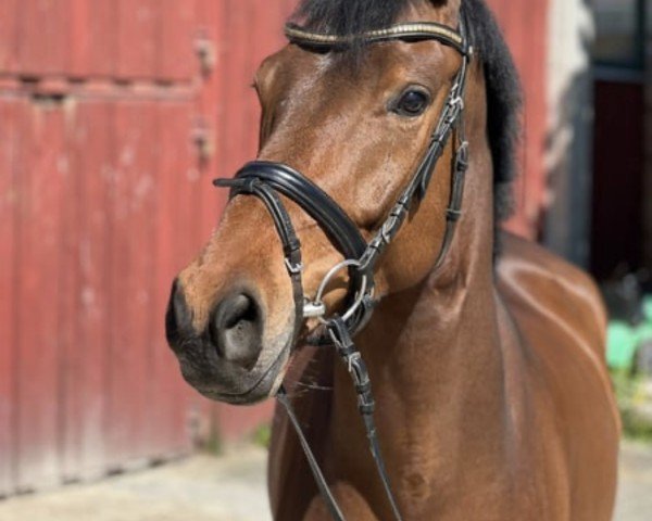 dressage horse De la Tour (German Sport Horse, 2020, from Desperados FRH)