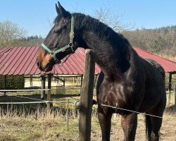 horse Herzensprojekt (Hape) (Hanoverian, 2019, from Heinrich Heine)