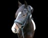 dressage horse Dakota (unknown, 2020)