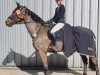 jumper Helsinki O (KWPN (Royal Dutch Sporthorse), 2012, from Eldorado vd Zeshoek Tn)