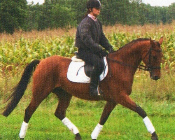 Pferd Shaaria (Deutsches Sportpferd, 2005, von Landfriese II)