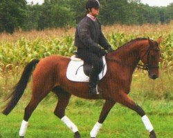 horse Shaaria (German Sport Horse, 2005, from Landfriese II)