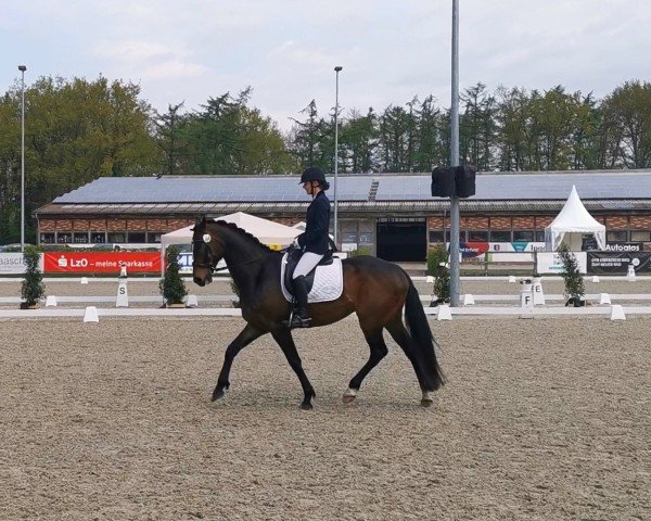 dressage horse Fats Domino 18 (Hanoverian, 2018, from Fantastic)