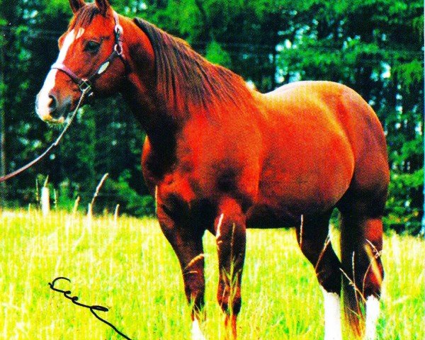 horse Really Rooster (Quarter Horse, 1988, from Rooster Bars)