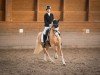 stallion Bright Delight B (German Riding Pony, 2018, from Dark Delight B)