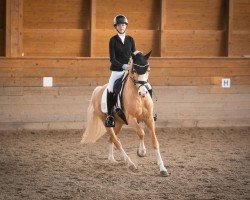 stallion Bright Delight B (German Riding Pony, 2018, from Dark Delight B)