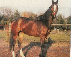 horse Wanda 416 (Hanoverian, 1999, from Wesley)