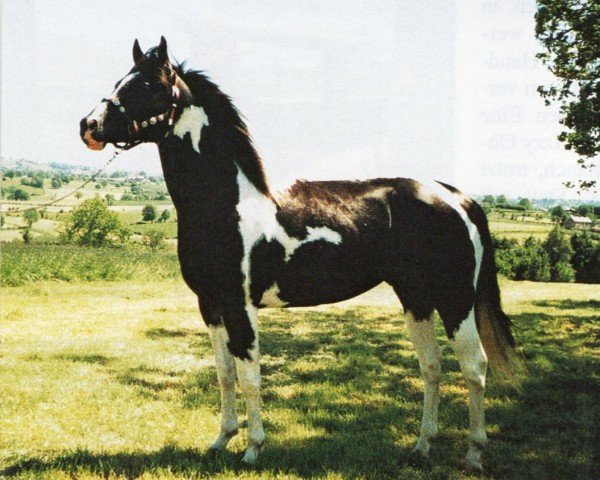 stallion TL Flashy Cats Lad (Paint Horse,  , from Cats Lad)