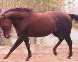 Deckhengst Snap And Cody (Quarter Horse, 1999, von Snapper Cal Bar)