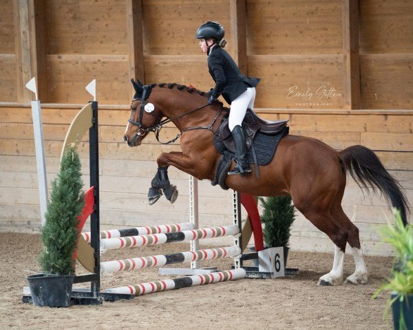 stallion SF Magic Mike (German Riding Pony, 2013, from Mentano K)
