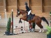 stallion SF Magic Mike (German Riding Pony, 2013, from Mentano K)