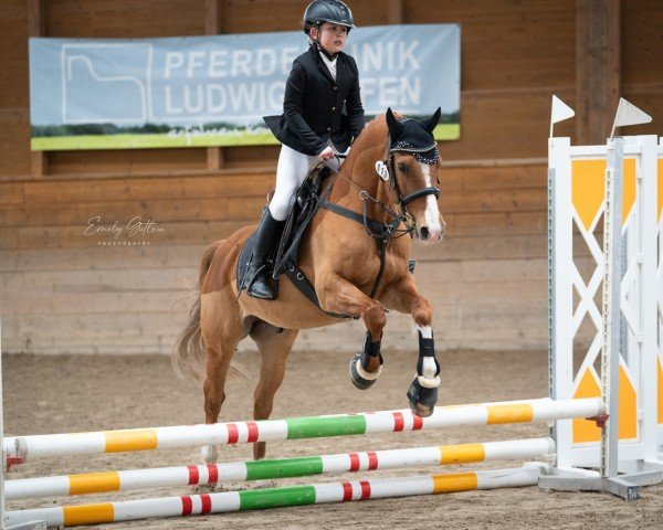 dressage horse RM Dance la Vela (German Riding Pony, 2013, from Dreidimensional AT NRW)