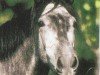 horse Elena 162 (Pura Raza Espanola (PRE), 2001, from Imitador)
