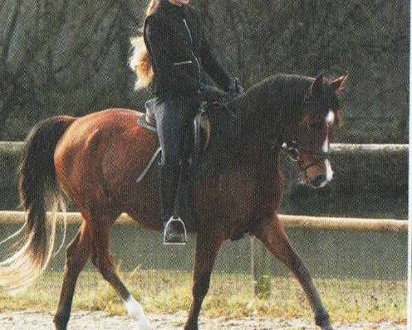 horse CG Ramses ox (Arabian purebred, 2000, from Menesco ox)