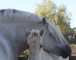 broodmare Mette van het Meesdal (Fjord Horse, 2011, from Benten N-05-2637)