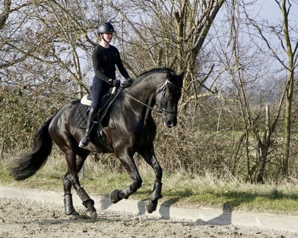 dressage horse Ingo R (Oldenburg, 2018, from Asgard's Ibiza)