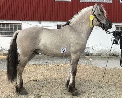 horse Sverre van't Stal Cnabo (Fjord Horse, 2016, from Lyckängs Tempo)
