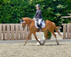 dressage horse Deluxe 36 (German Riding Pony, 2020, from D-Gold AT NRW)