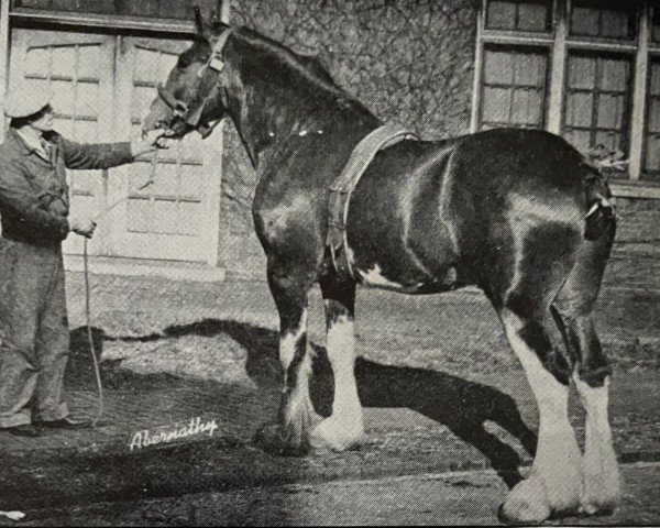 Deckhengst Oakwood (Clydesdale, 1943, von Torrs Senator)