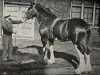 Deckhengst Oakwood (Clydesdale, 1943, von Torrs Senator)