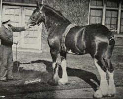 stallion Oakwood (Clydesdale, 1943, from Torrs Senator)