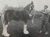 Deckhengst Greendykes Apollo (Clydesdale, 1994, von Greendykes Chancer)