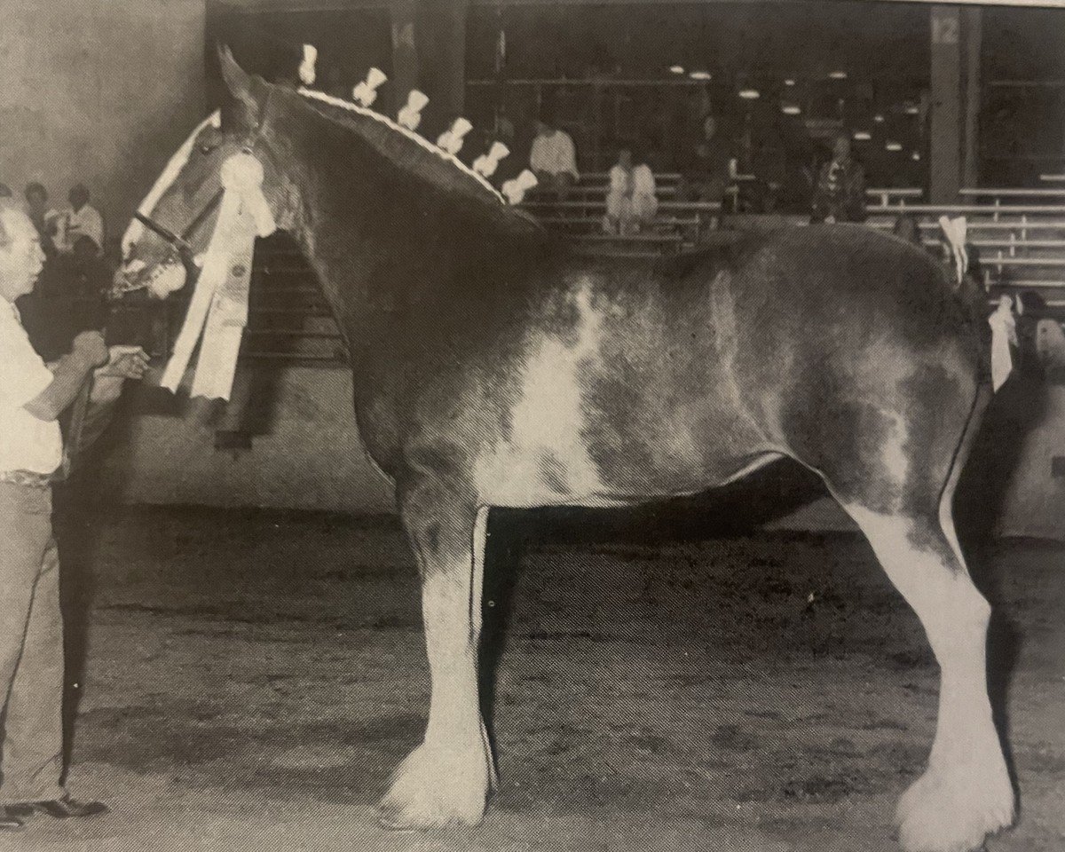 Zuchtstute Emerald's Lucky Lady (Clydesdale, 1991, von Olde Pine Tree Winston)