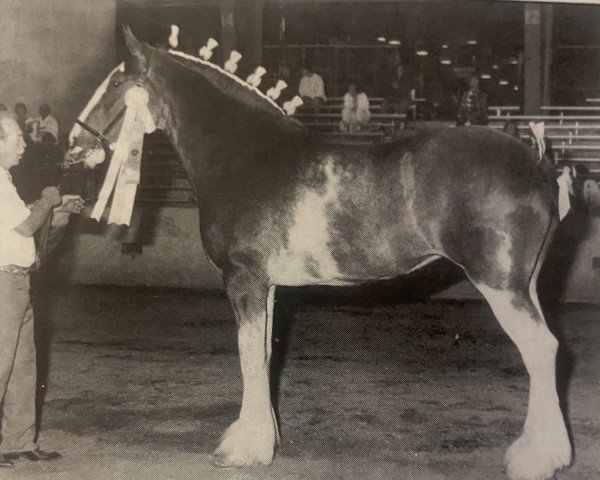 broodmare Emerald's Lucky Lady (Clydesdale, 1991, from Olde Pine Tree Winston)