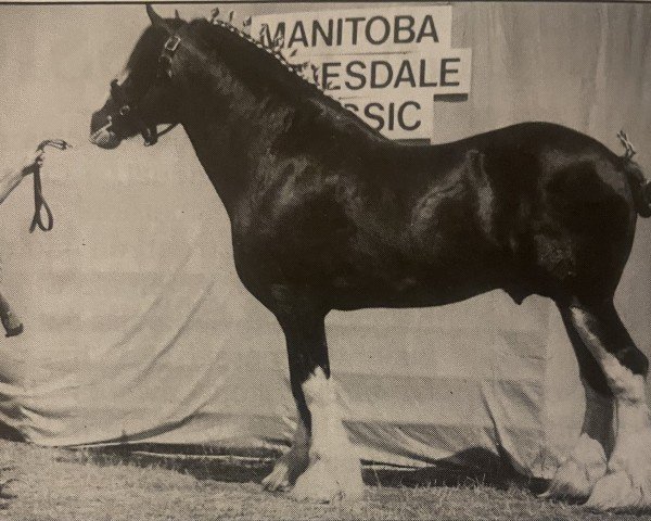 Deckhengst Mr. Magnificent (Clydesdale, 1987, von Doura Sensation)