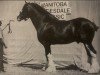 stallion Mr. Magnificent (Clydesdale, 1987, from Doura Sensation)