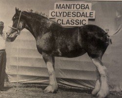 Pferd Clydeview Shirley Landmark (Clydesdale, 1991, von Willoway Commado)