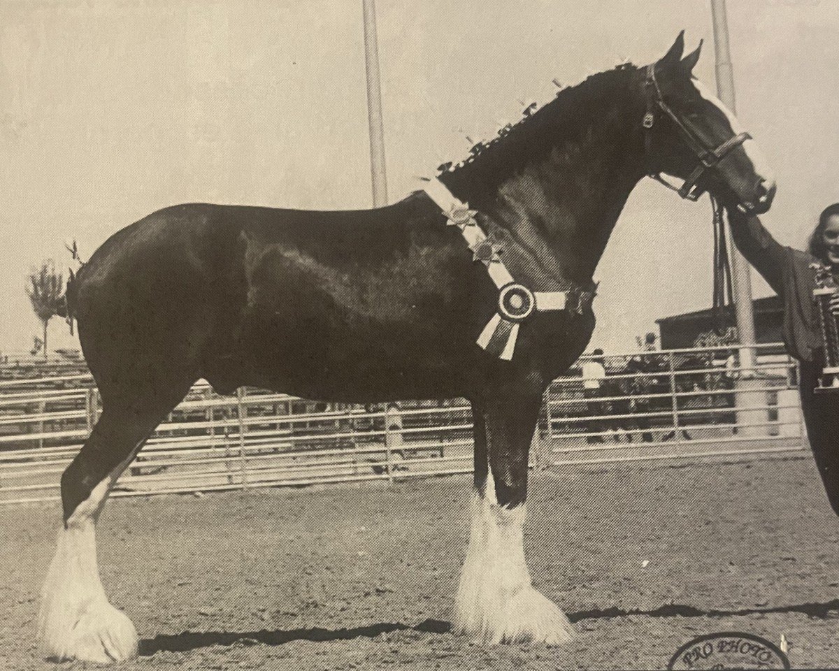 horse Green Leaf Shyne (Clydesdale, 1989, from Torrs King O'Galloway)