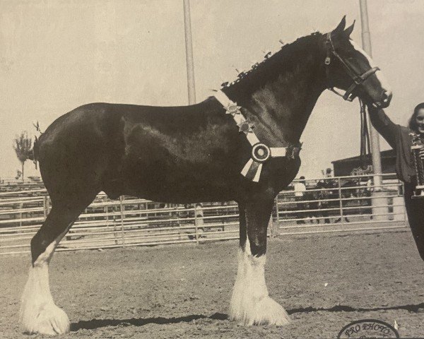 horse Green Leaf Shyne (Clydesdale, 1989, from Torrs King O'Galloway)