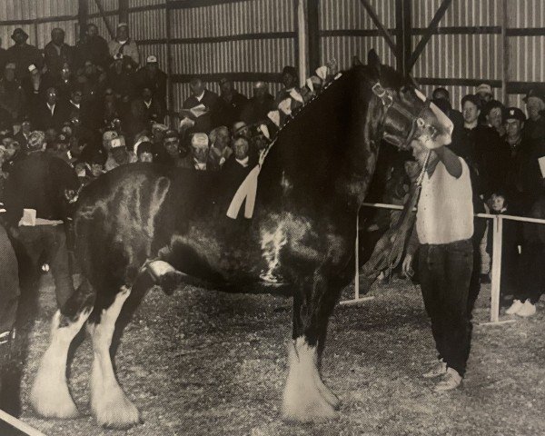 stallion Hillmoor Footprint II (Clydesdale, 1991, from Aynsley Perfection)