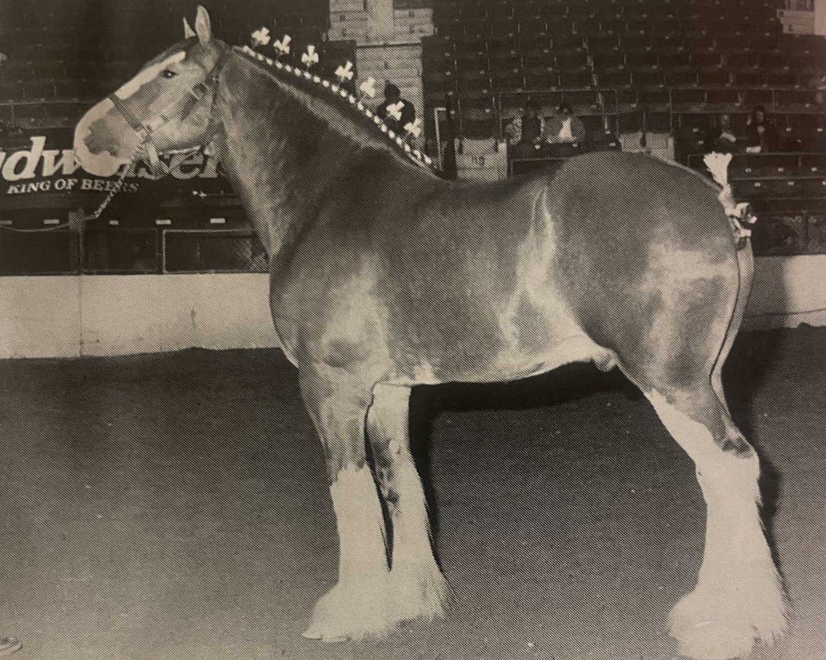 horse Ridgedale Teddy's Lad (Clydesdale, 1986, from Ogdensburg Teddy's Lad)