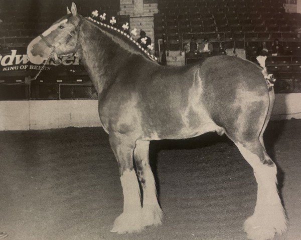 Pferd Ridgedale Teddy's Lad (Clydesdale, 1986, von Ogdensburg Teddy's Lad)