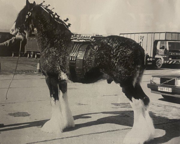 stallion Hillhouse Vanguard (Clydesdale, 1989, from Doura Expectation)
