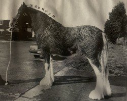 Deckhengst Greendykes Supreme (Clydesdale, 1992, von Torrs Trueform)