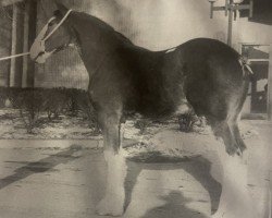 broodmare Belleau G.F. Lacey (Clydesdale, 1992, from T.H.V. Hexy)