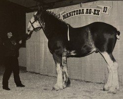 horse N.D.F. Dr. Ralph (Clydesdale, 1991, from Jonesway Country Squire)