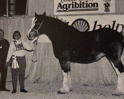 Zuchtstute Donegal Gwen (Clydesdale, 1988, von Cooper's Excelsior Masterstroke)