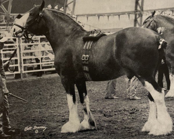 stallion Green Leaf Limited Edition (Clydesdale, 1990, from Torrs King O'Galloway)