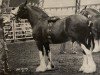 stallion Green Leaf Limited Edition (Clydesdale, 1990, from Torrs King O'Galloway)