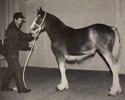 Zuchtstute Skilligalee Mindy's Debut (Clydesdale, 1993, von Brunt-Hill Harry)