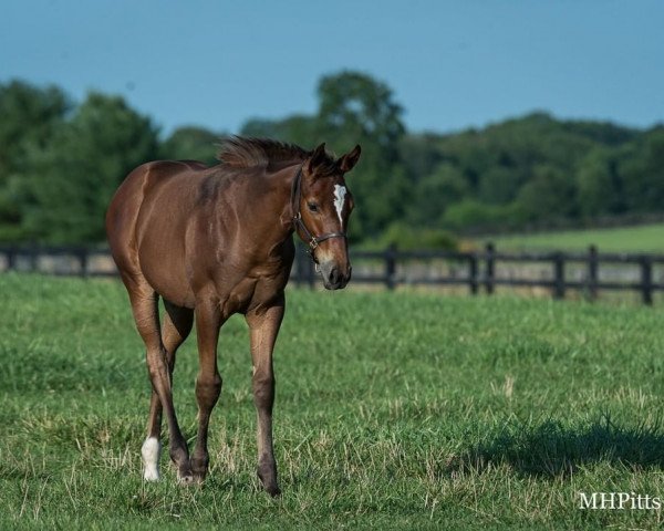 horse Stute von Good Magic xx (Thoroughbred, 2021, from Good Magic xx)