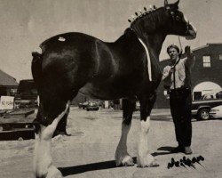 horse Green Gables Polly (Clydesdale, 1987, from Surmount Scottie Superb)