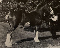 Zuchtstute Nobleman's Alberta Rose (Clydesdale, 1991, von Ogdensburg Nobleman)