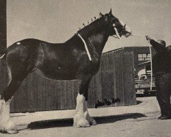 broodmare Ozark's Belleau Royal Expo (Clydesdale, 1990, from Belleau Murray)